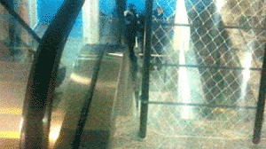 gradeescadamenino-300x168.gif