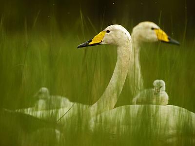 whooper-swan-family_31796_990x742-e1297874630653.jpg
