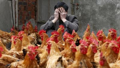 tn_620_600_gripe_aviaria_china_criadouro.jpg