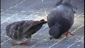 pombos1-300x168.gif