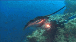 pacifico-300x168.gif