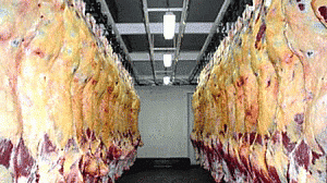 carne-300x168.gif