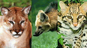 biodiversidade-300x168.gif