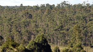 floresta-300x168.gif