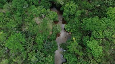 amazonia.jpg