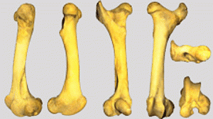 ossos-300x168.gif