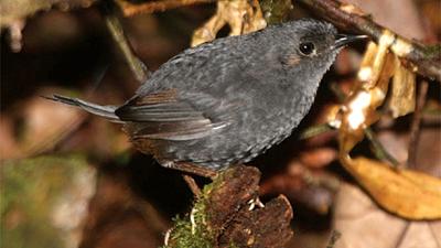 scytalopus-gonzagai.jpg