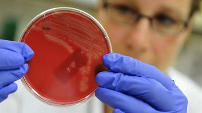 bacterias.jpg