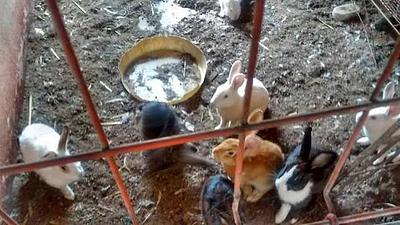 animais.jpg