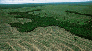 desmatamento_amazonia-300x168.gif