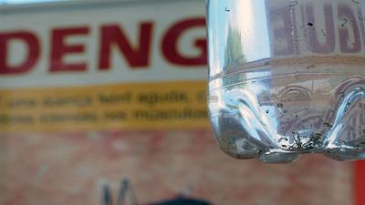 Aedes-aegypt.jpg
