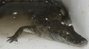 jacare-pm-300x168.gif