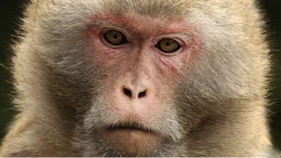 macaco.jpg