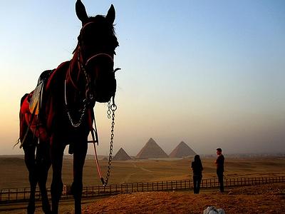 Egypt-Donkey-Flickr-Tyler-Huffmann.jpg