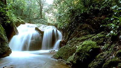 amazonia-floresta.jpg