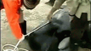 baleia-300x168.gif