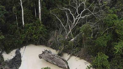 amazonia-1.jpg