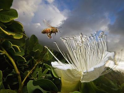 honeybee-flower-kauai_32102_990x742-e1302440394655.jpg