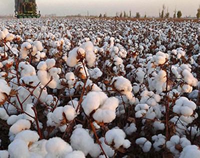 2nov2012-agricultor-em-trator-seleciona-algodao-de-safra-em-campo-em-hami-na-regiao-chinesa-de-xinjiang-1351846097254_956x500.jpg