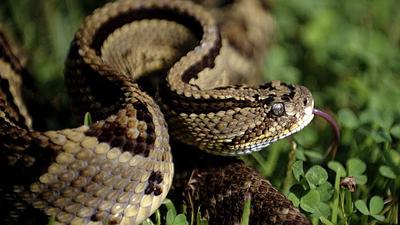 serpente.jpg