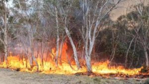 Incêndio florestal atinge árvores em Adaminaby, em Nova Gales do Sul