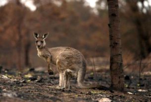 Canguru machucado em área queimada por incêndio florestal na Austrália