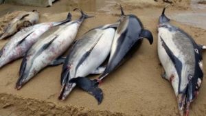 Em todo o ano de 2019, foram encontrados 11 mil golfinhos mortos na costa da França