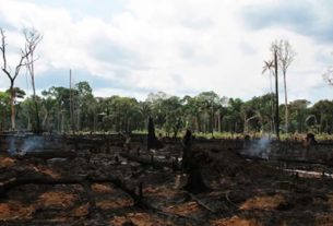 Florestas tropicais da Amazônia estão perdendo capacidade de absorver dióxido de carbono