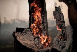 Tronco de árvore em chamas na Amazônia