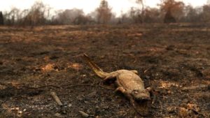 Cad=aver de um jacaré queimado pelo fogo que atinge a região do Pantanal