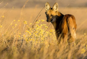 O lobo-guará, em risco de extinção, encarna a fragilidade do bioma Cerrado, alvo da ganância do agronegócio e estupidez do governo