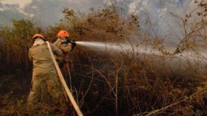 Em apenas 14 dias Pantanal registra 2º pior outubro em número de focos de incêndios