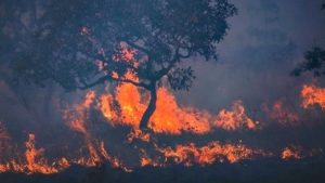 Pantanal registra pior ano em número de queimadas desde 1998, diz INPE